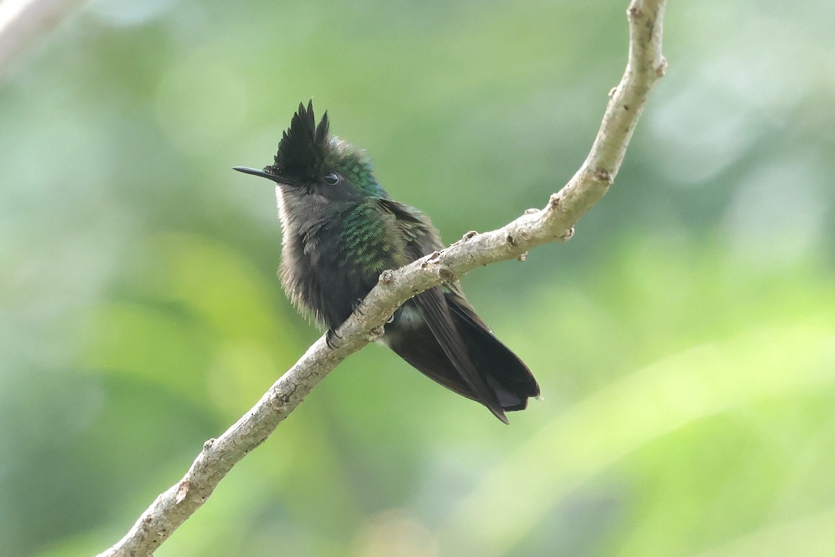 Antillean Crested Hummingbird - ML644361353