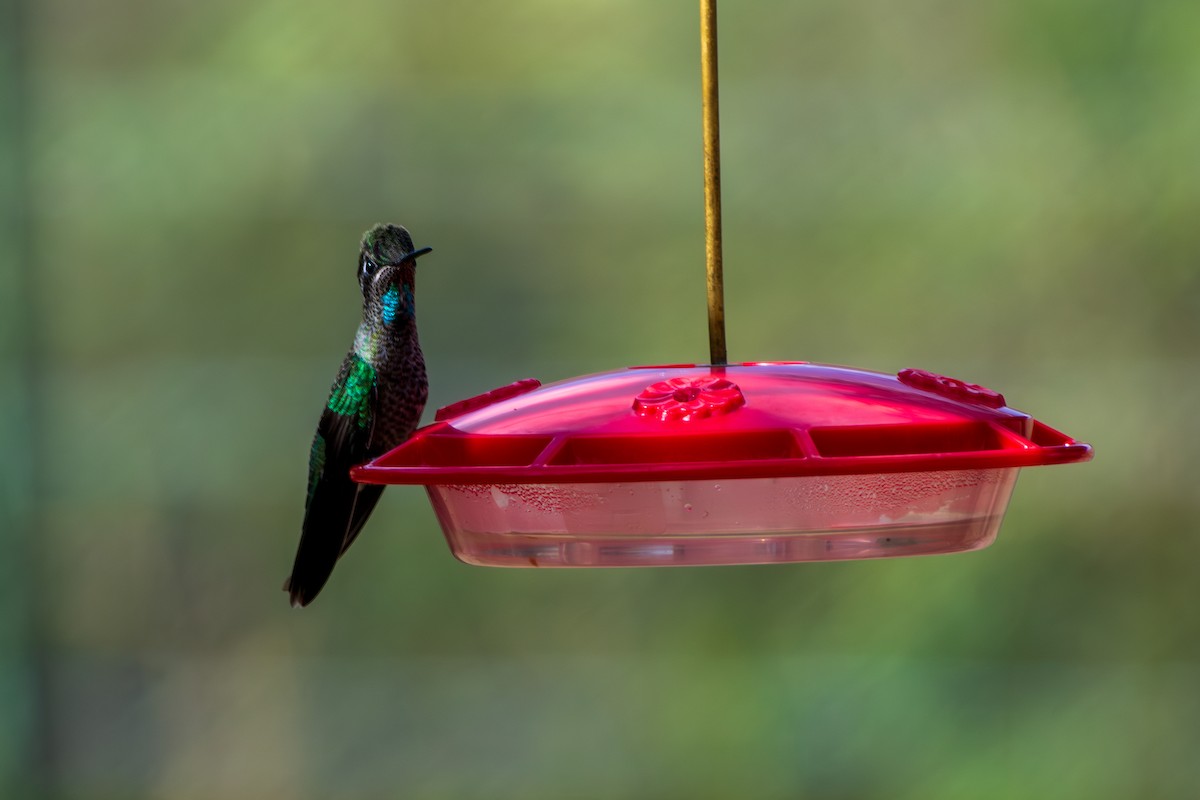 purpurissekolibri - ML644361355