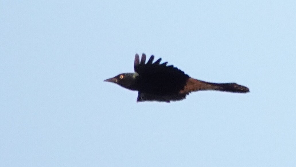 Common Grackle - ML644361365