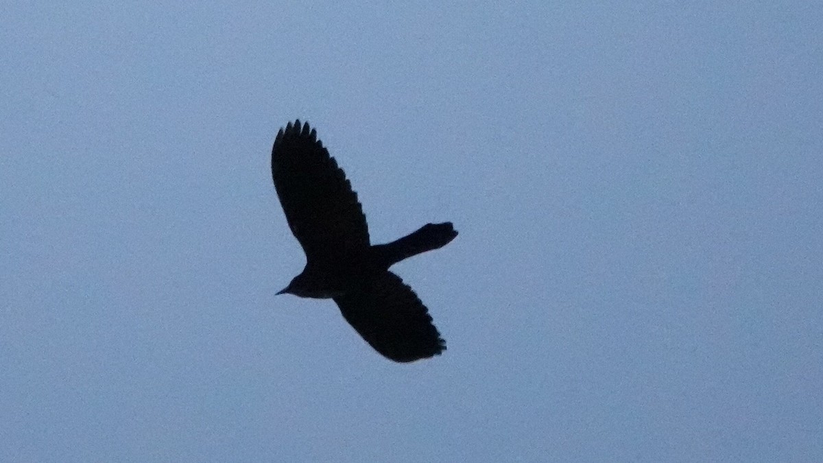 Common Grackle - ML644361366