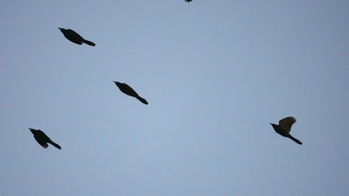 Common Grackle - ML644361367