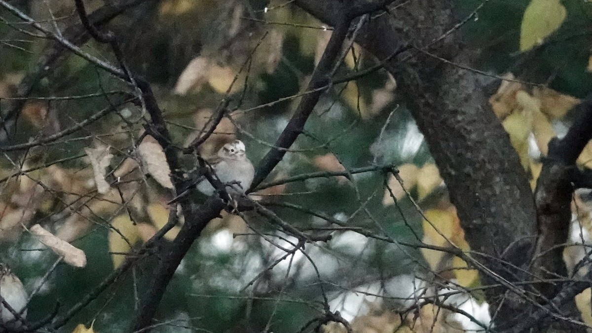 Chipping Sparrow - ML644361376