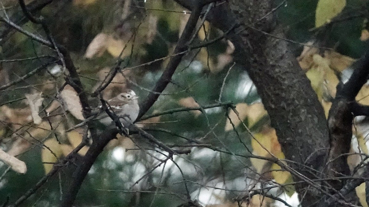 Chipping Sparrow - ML644361377