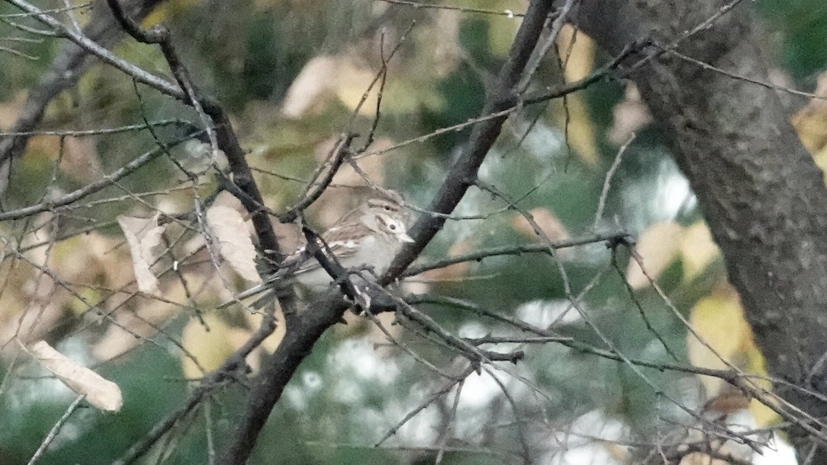 Chipping Sparrow - ML644361378