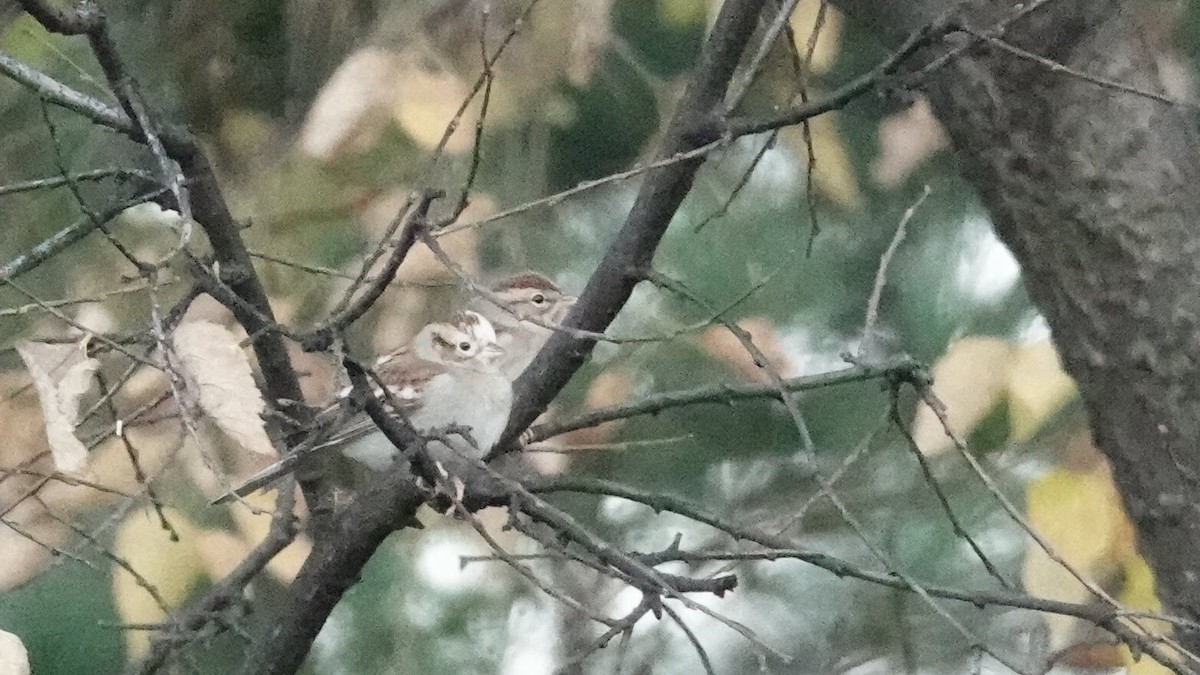 Chipping Sparrow - ML644361379