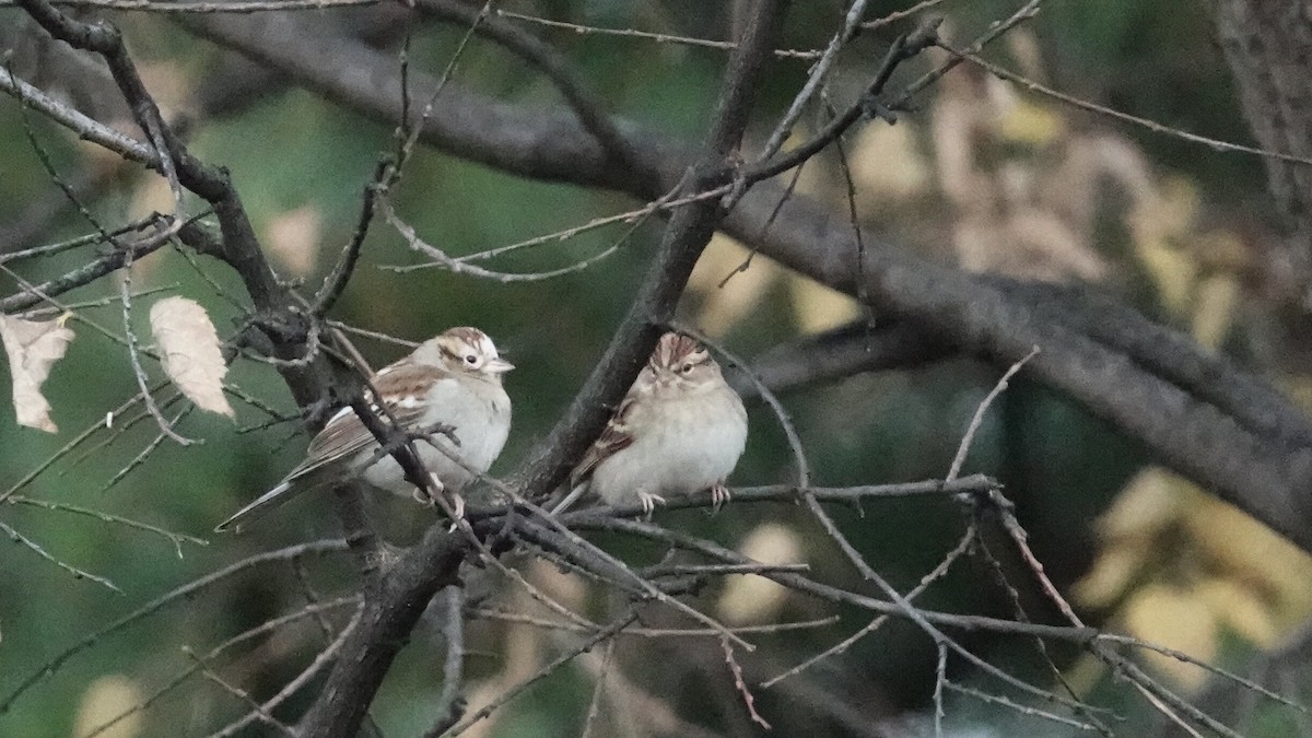 Chipping Sparrow - ML644361380