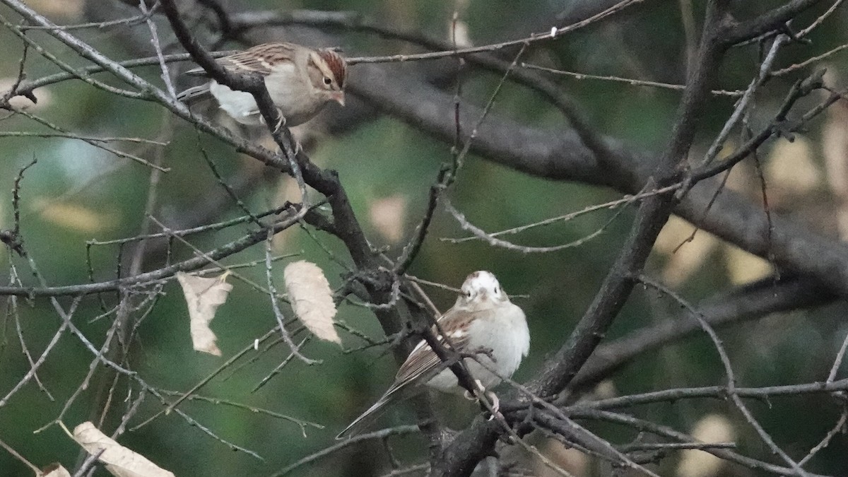 Chipping Sparrow - ML644361381