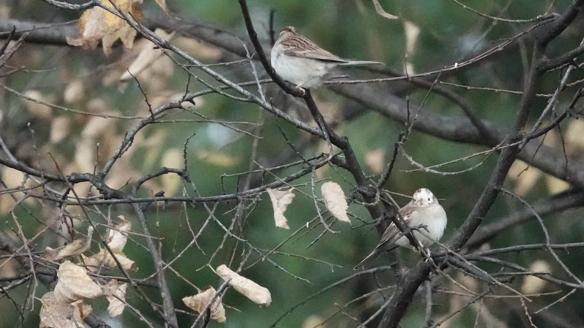 Chipping Sparrow - ML644361382