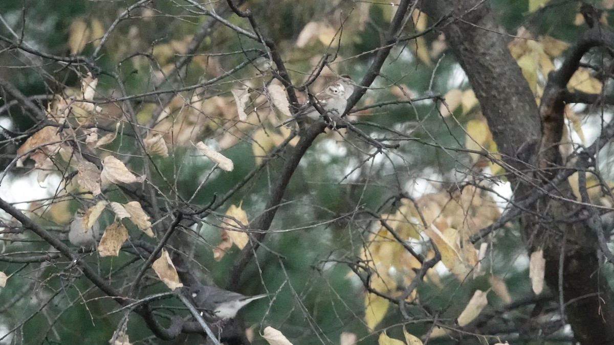 Chipping Sparrow - ML644361383
