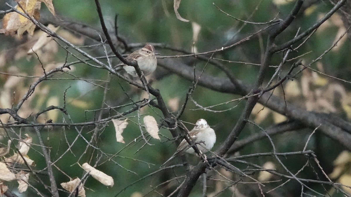 Chipping Sparrow - ML644361384
