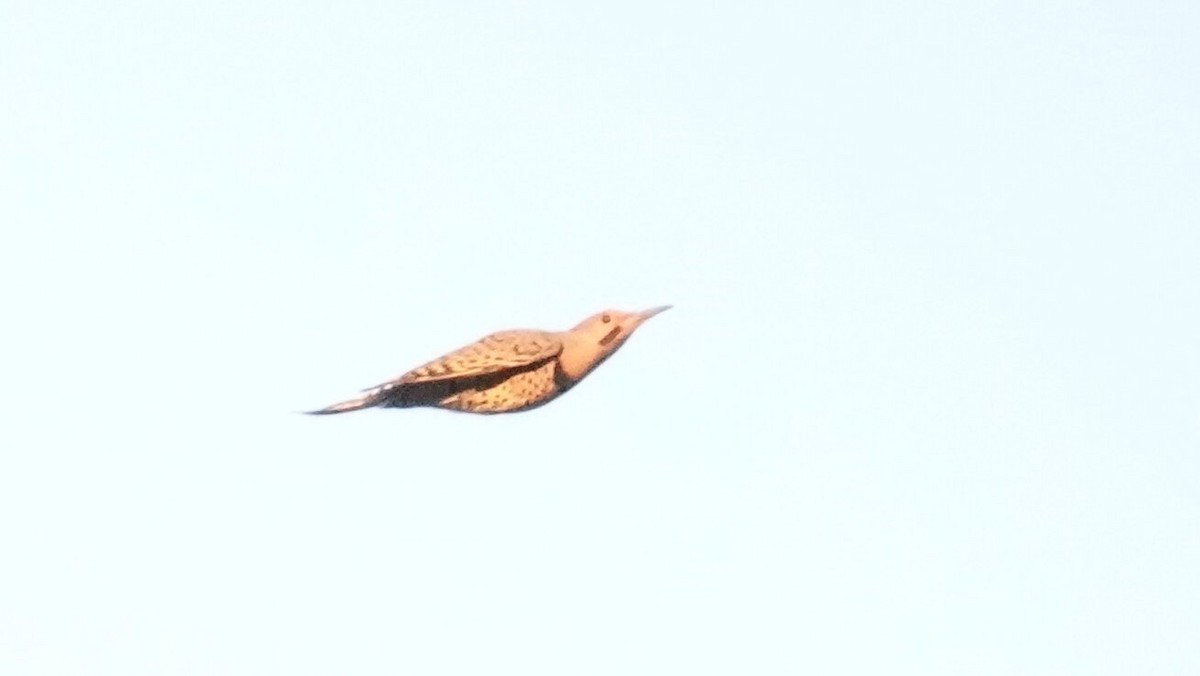 Northern Flicker - ML644361388