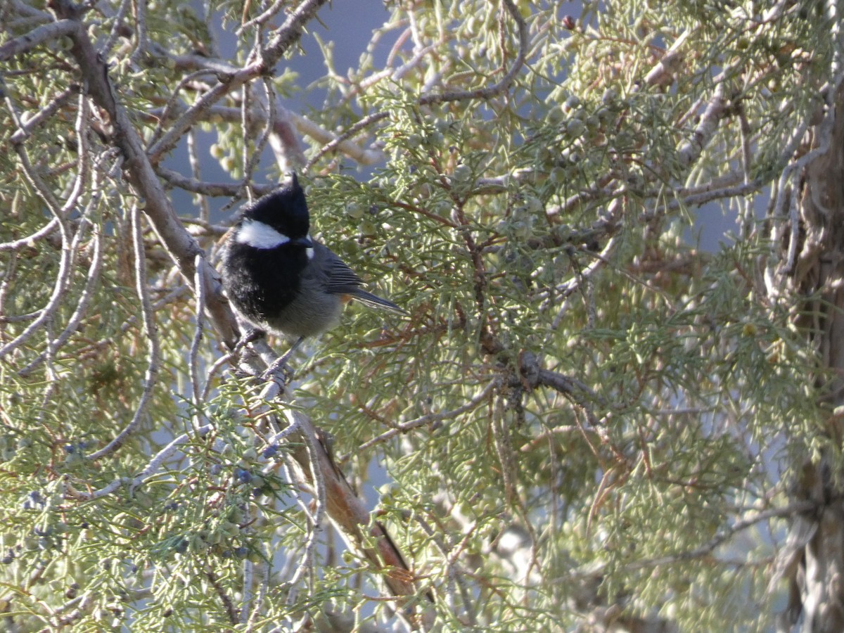 Rufous-naped Tit - ML644361397