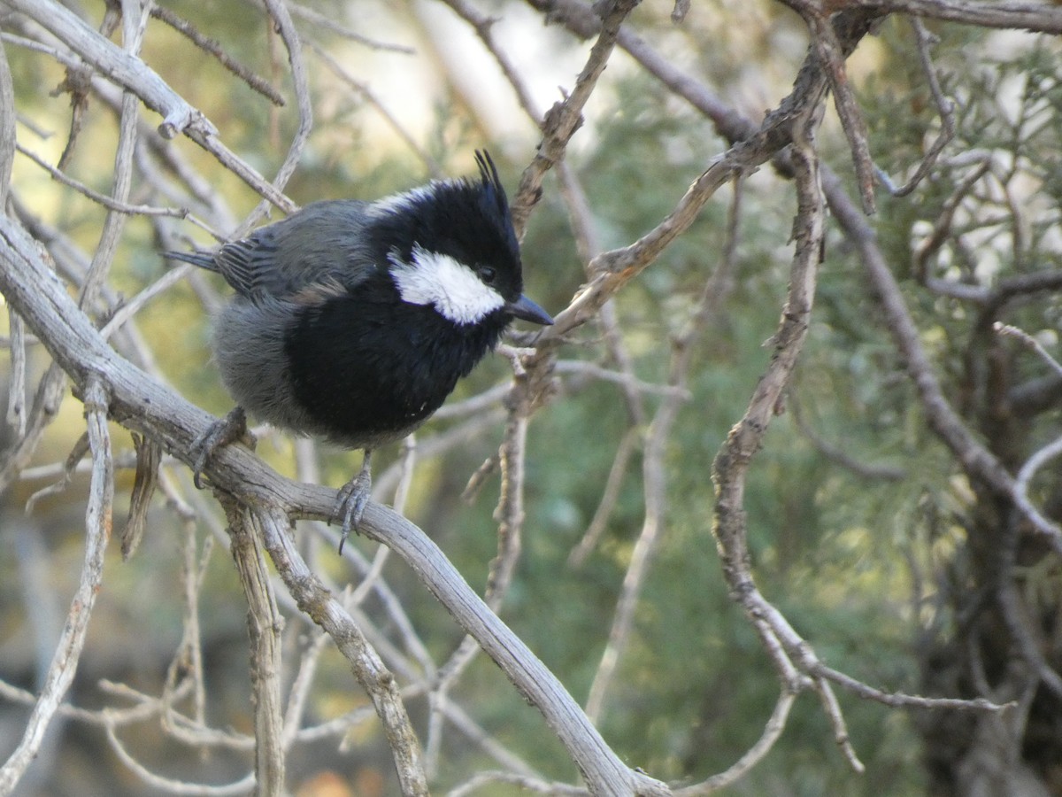 Rufous-naped Tit - ML644361399