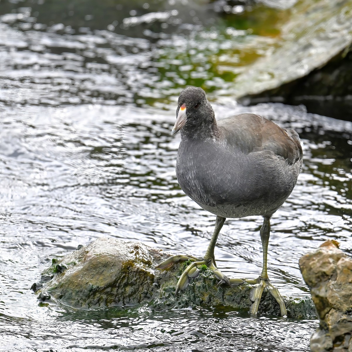 lyska americká - ML644361403