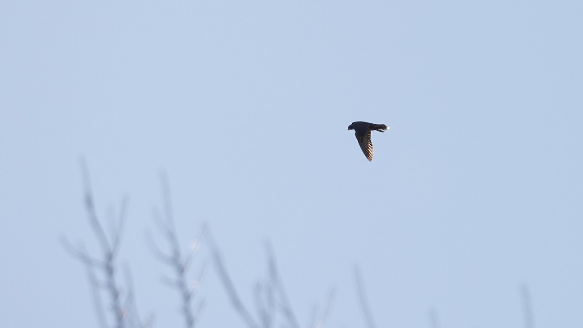 Falco pellegrino - ML644361404