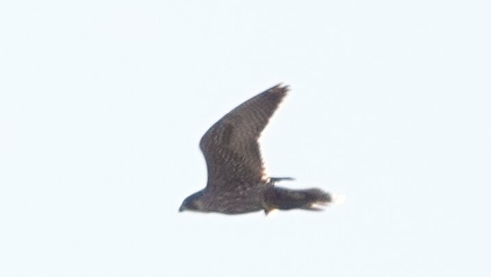 Falco pellegrino - ML644361405