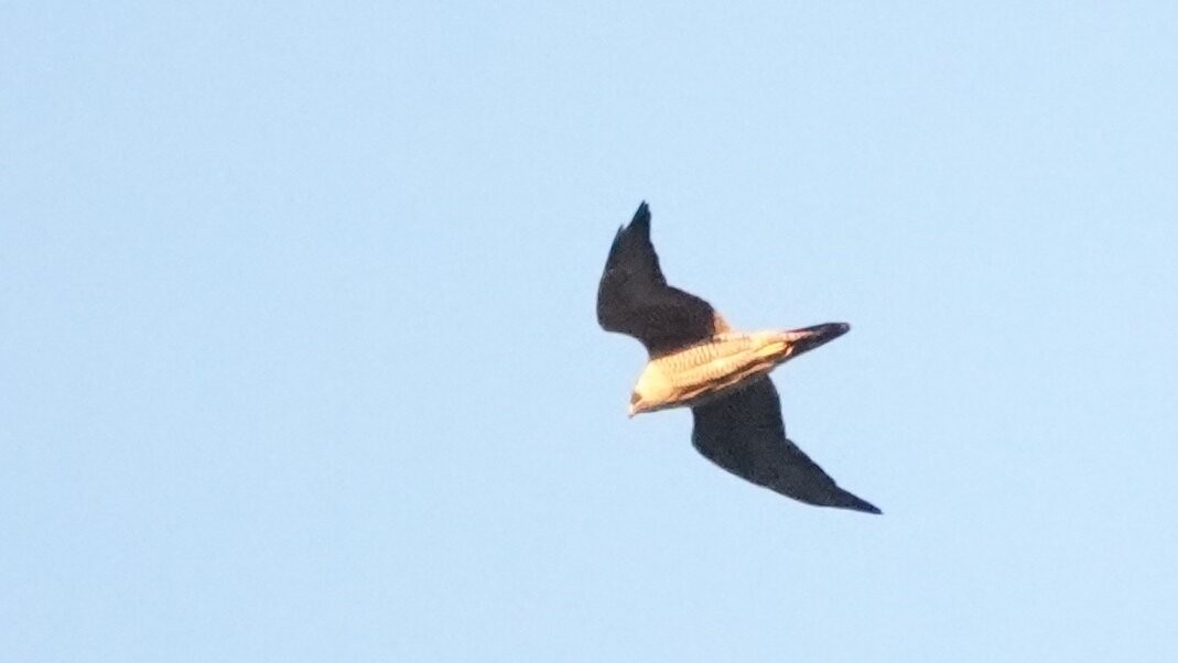 Falco pellegrino - ML644361406