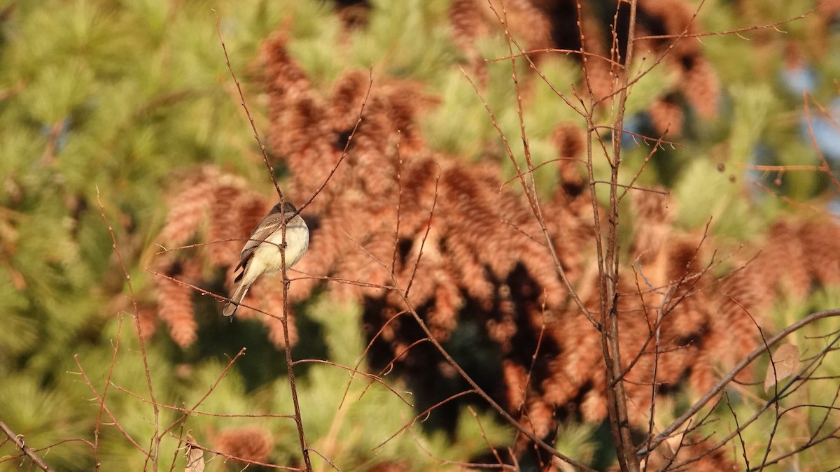 Eastern Phoebe - ML644361411