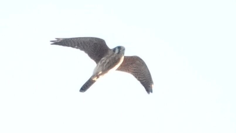 American Kestrel - ML644361414