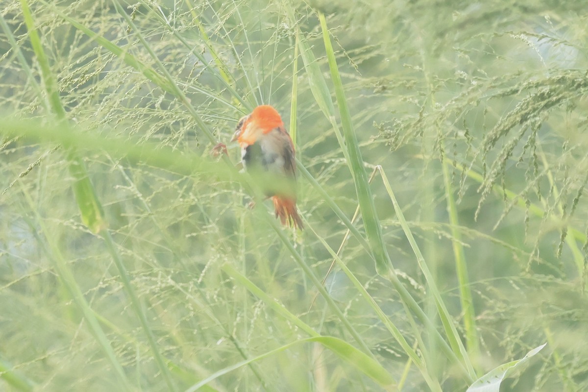 svarthettebisp - ML644361422