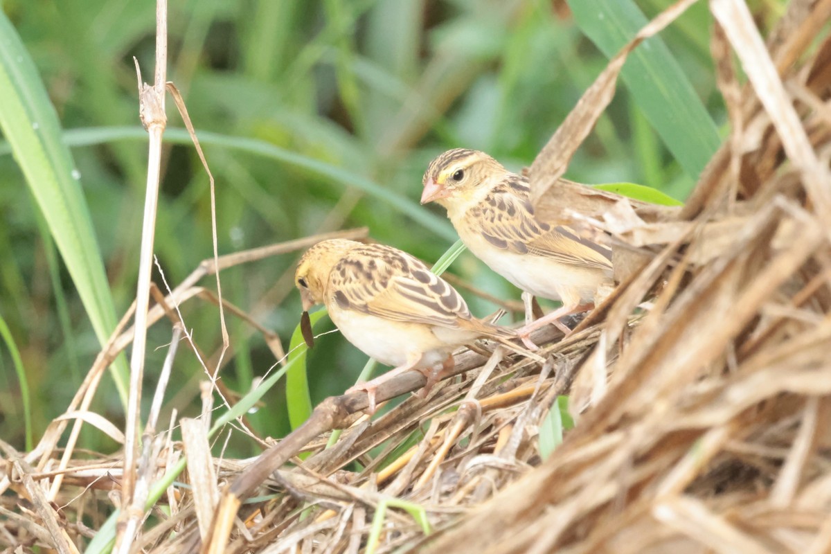 svarthettebisp - ML644361423