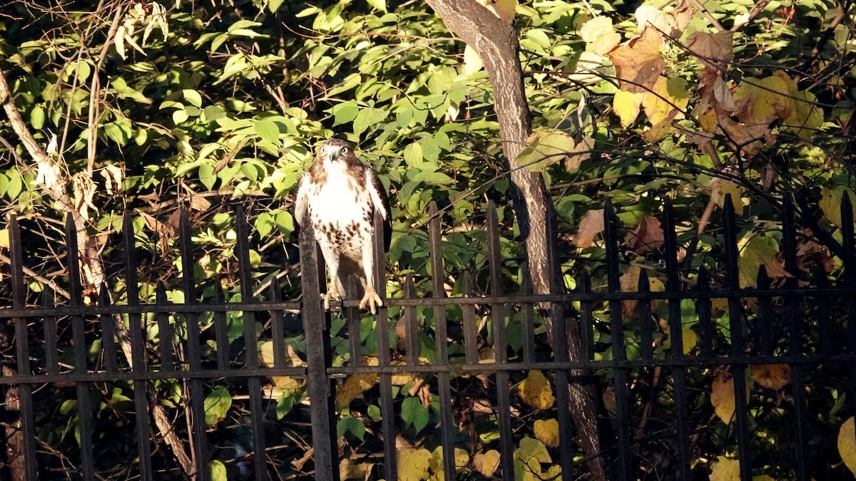 Poiana codarossa - ML644361424