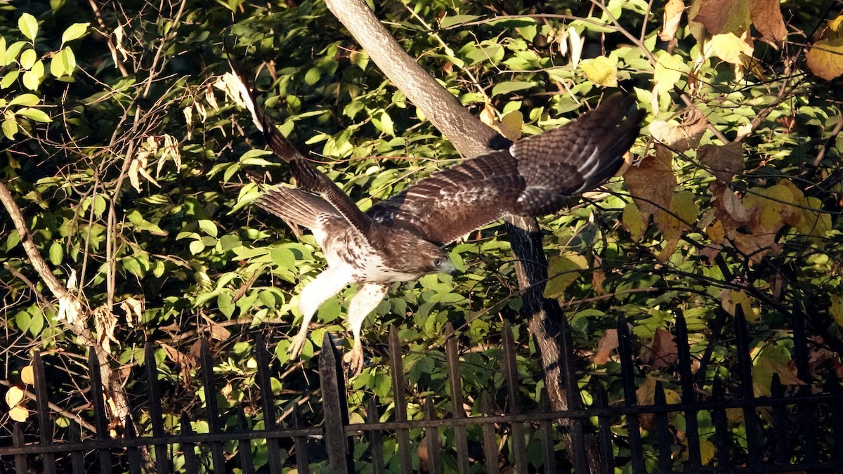 Poiana codarossa - ML644361425