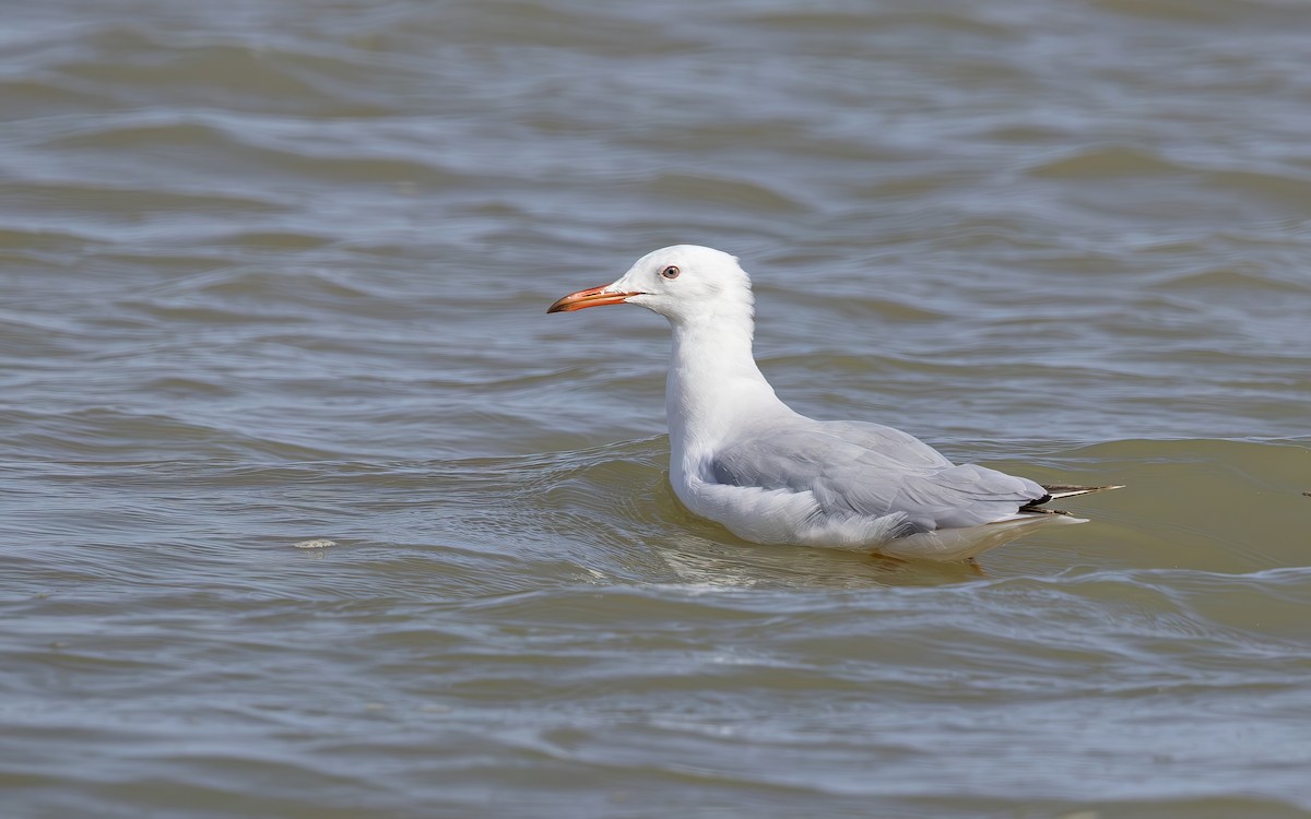 Slender-billed Gull - ML644361427