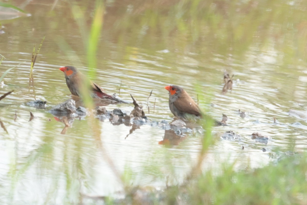 Astrild à joues orange - ML644361430