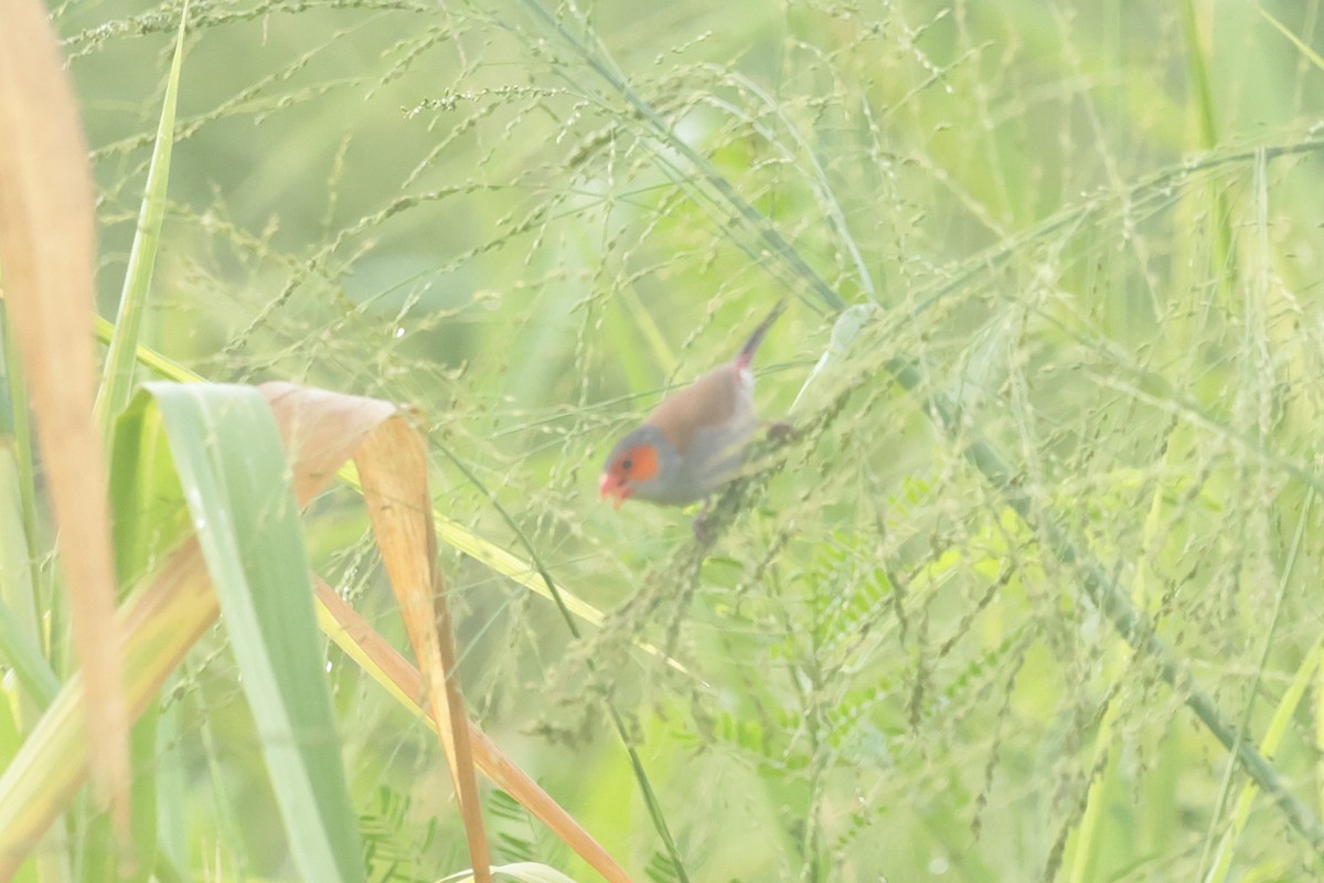 Astrild à joues orange - ML644361431