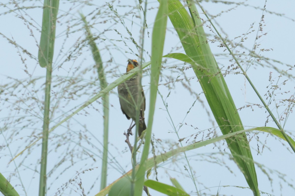 Yellow-faced Grassquit - ML644361435