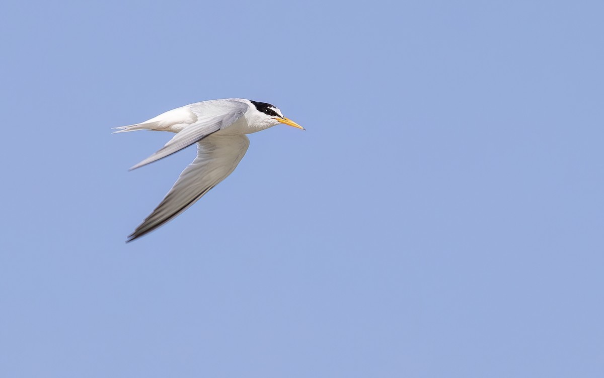 Little Tern - ML644361436