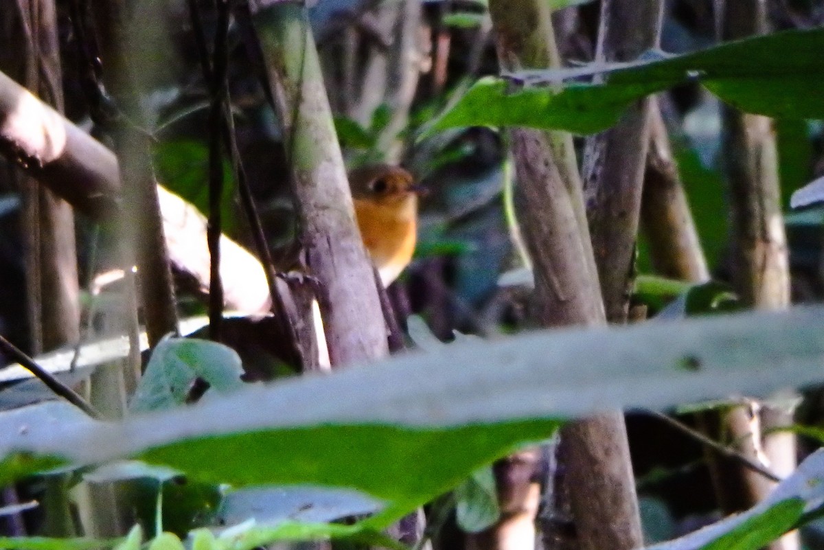 Ponchito Pechicastaño Sureño - ML644361438