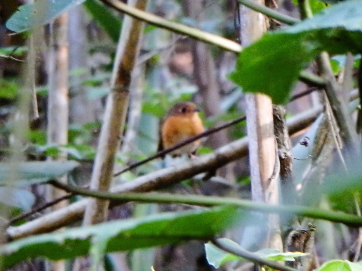 Ponchito Pechicastaño Sureño - ML644361441