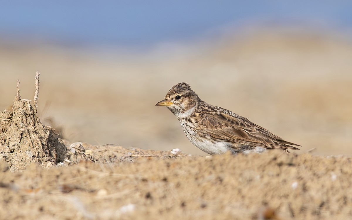 Alouette pispolette - ML644361443