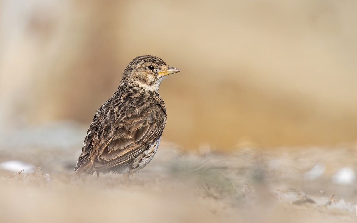 Alouette pispolette - ML644361444