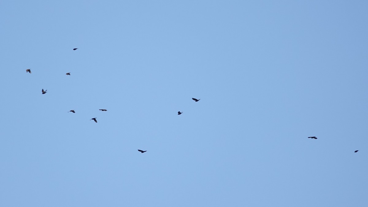 Red-winged Blackbird - ML644361447