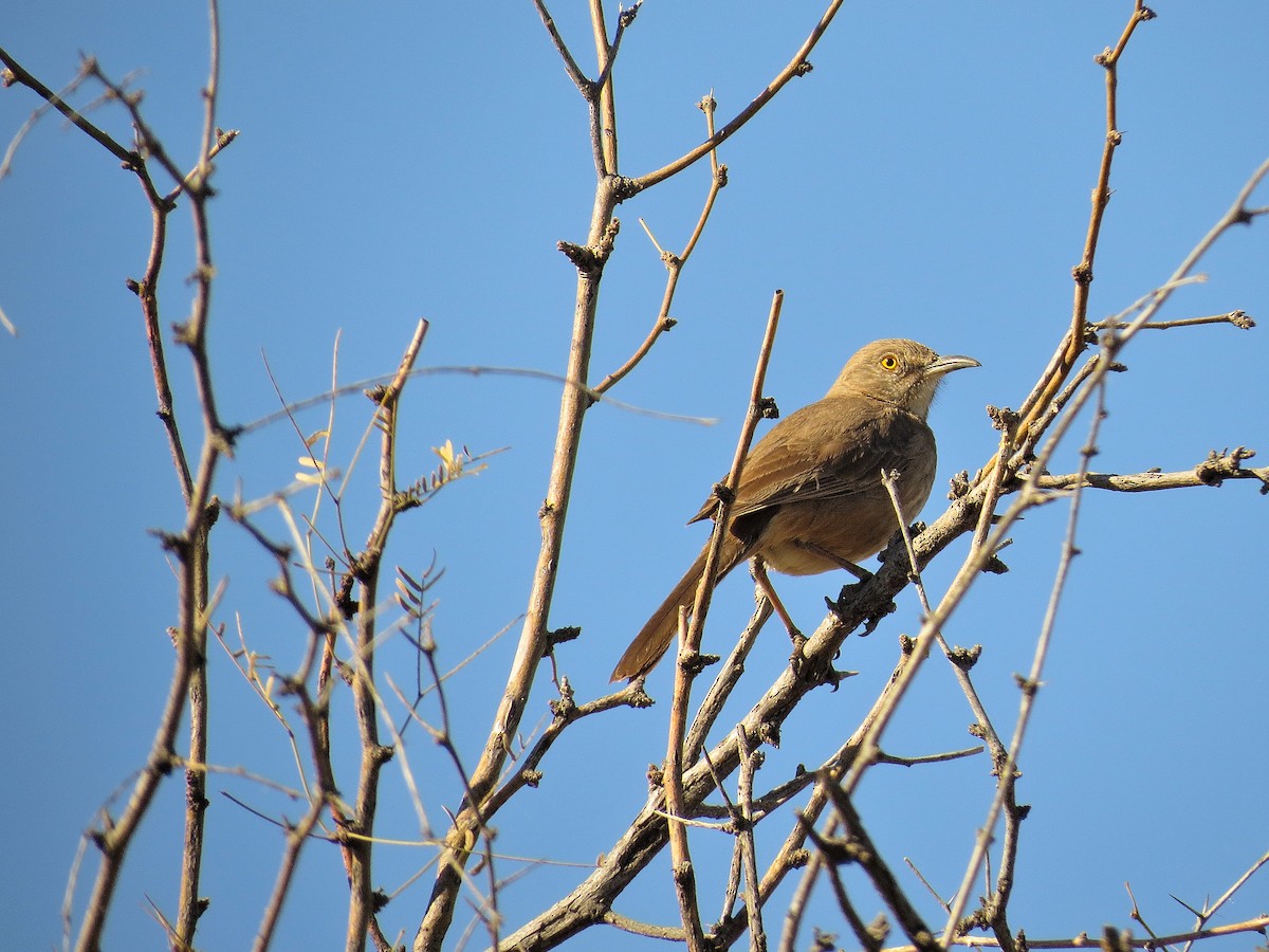 Bendire's Thrasher - ML644361466