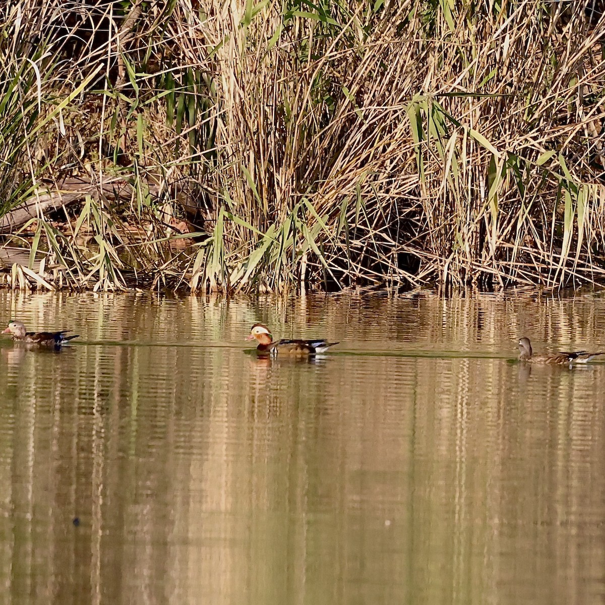 Pato Mandarín - ML644361467