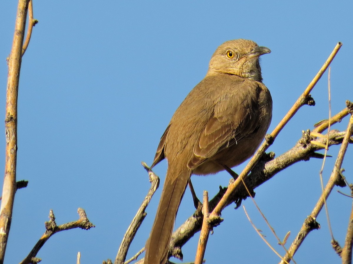 Bendire's Thrasher - ML644361469