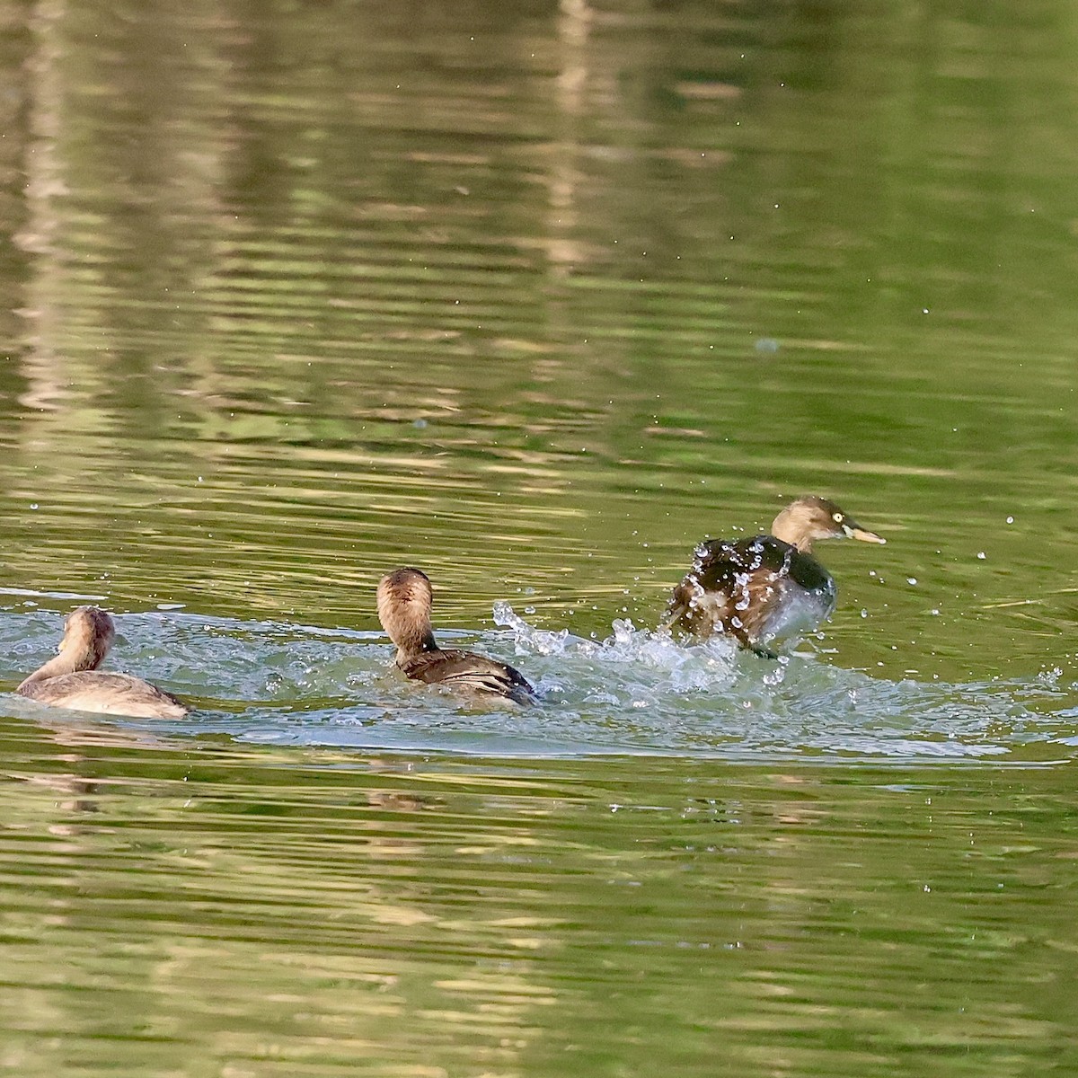 Little Grebe - ML644361477