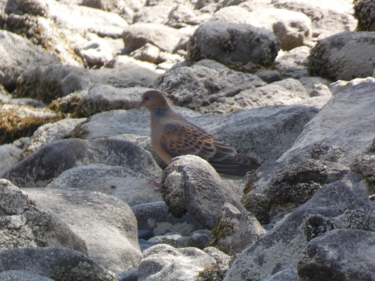 Oriental Turtle-Dove - ML644361487