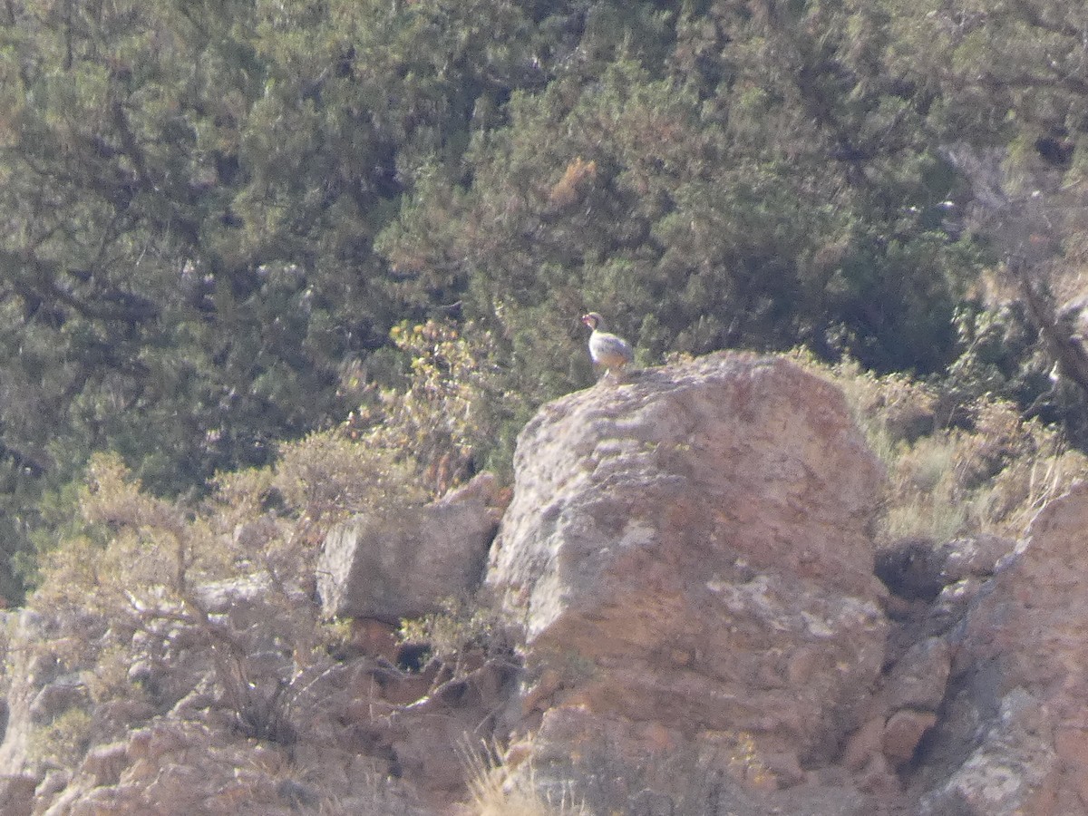 Кеклик - ML644361493