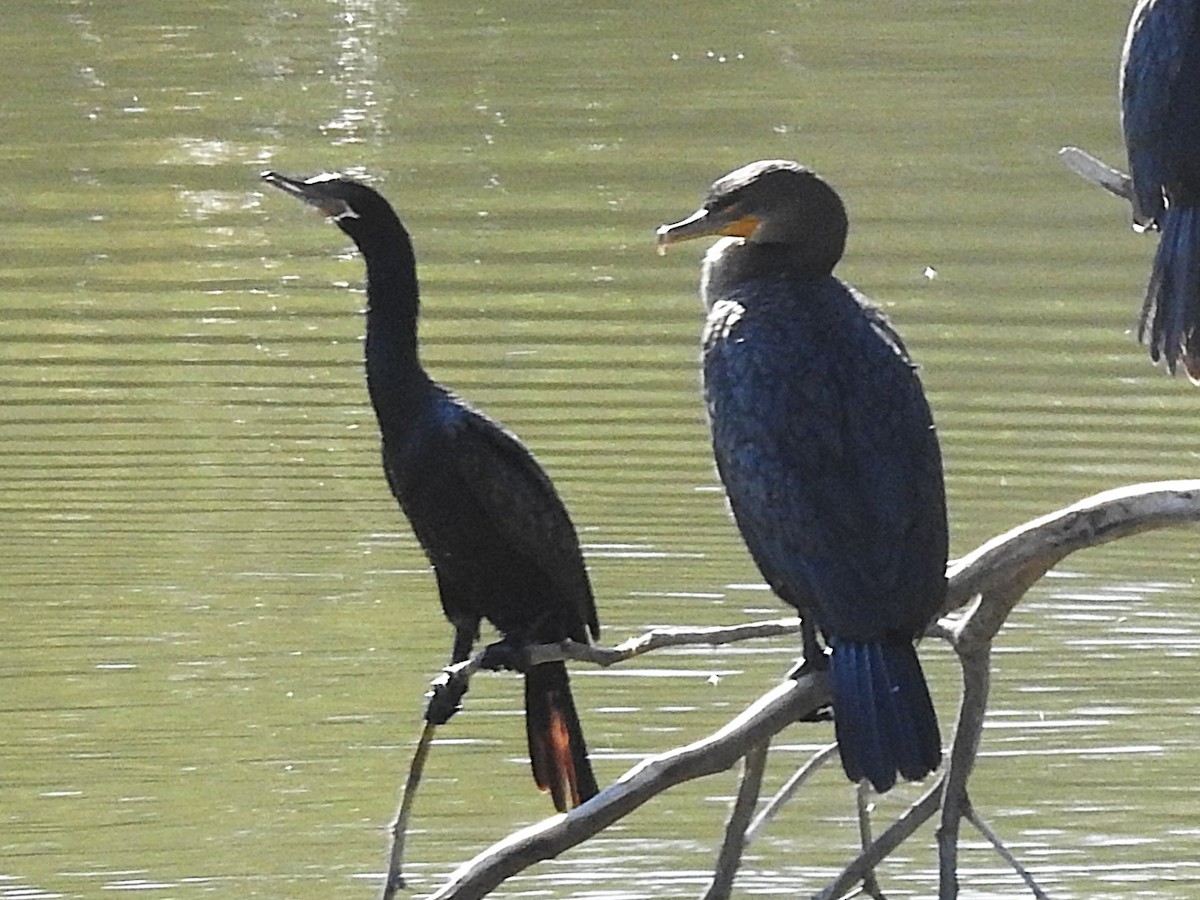 Ohrenscharbe - ML644361496