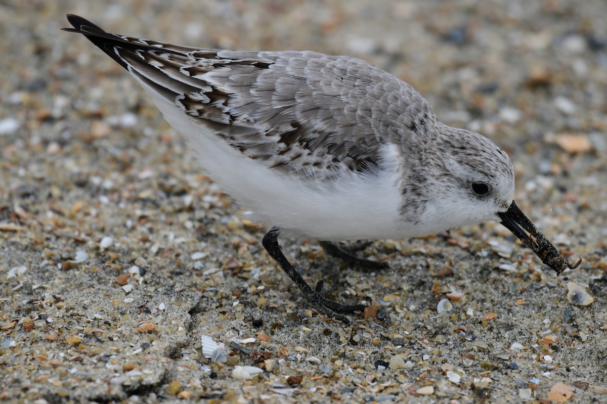 Sanderling - ML644361497