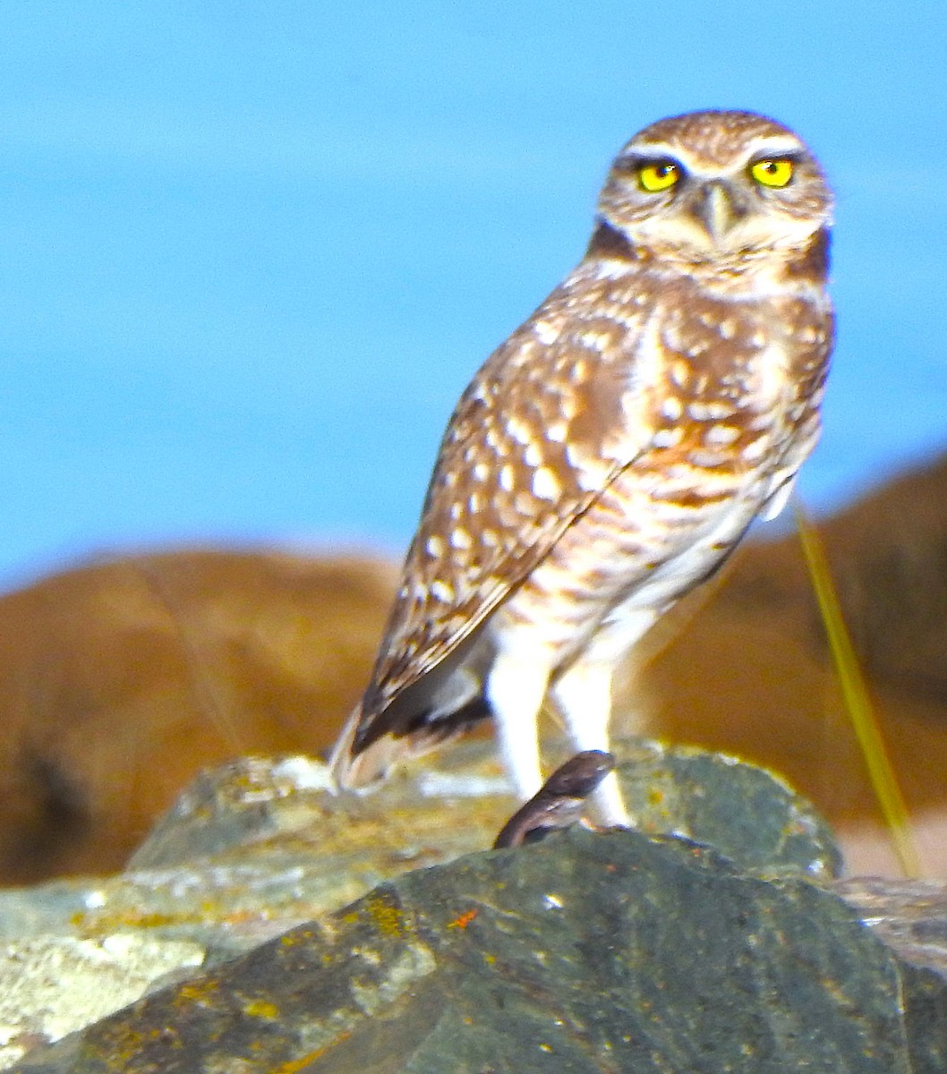 Burrowing Owl - ML644361504