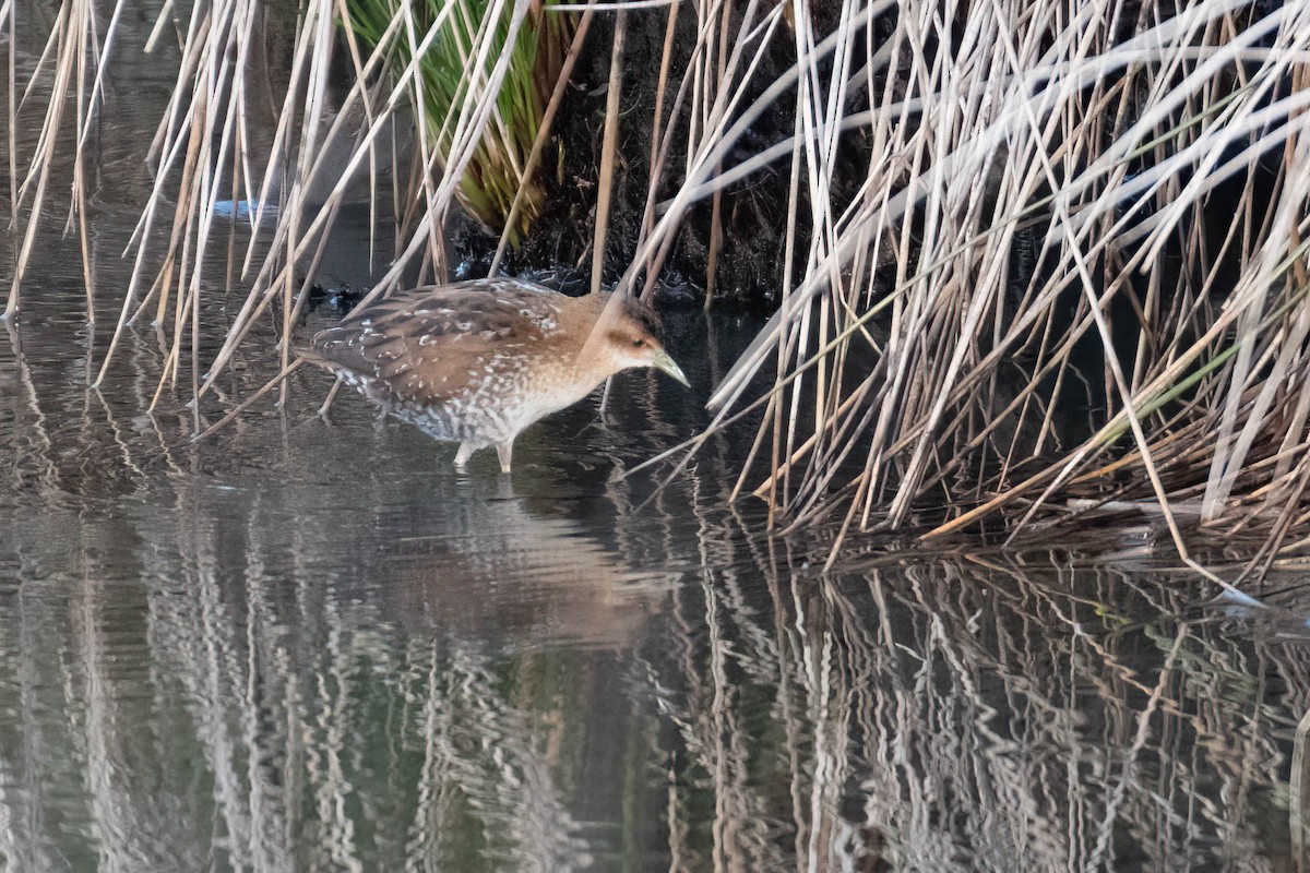 dvergrikse - ML644361507