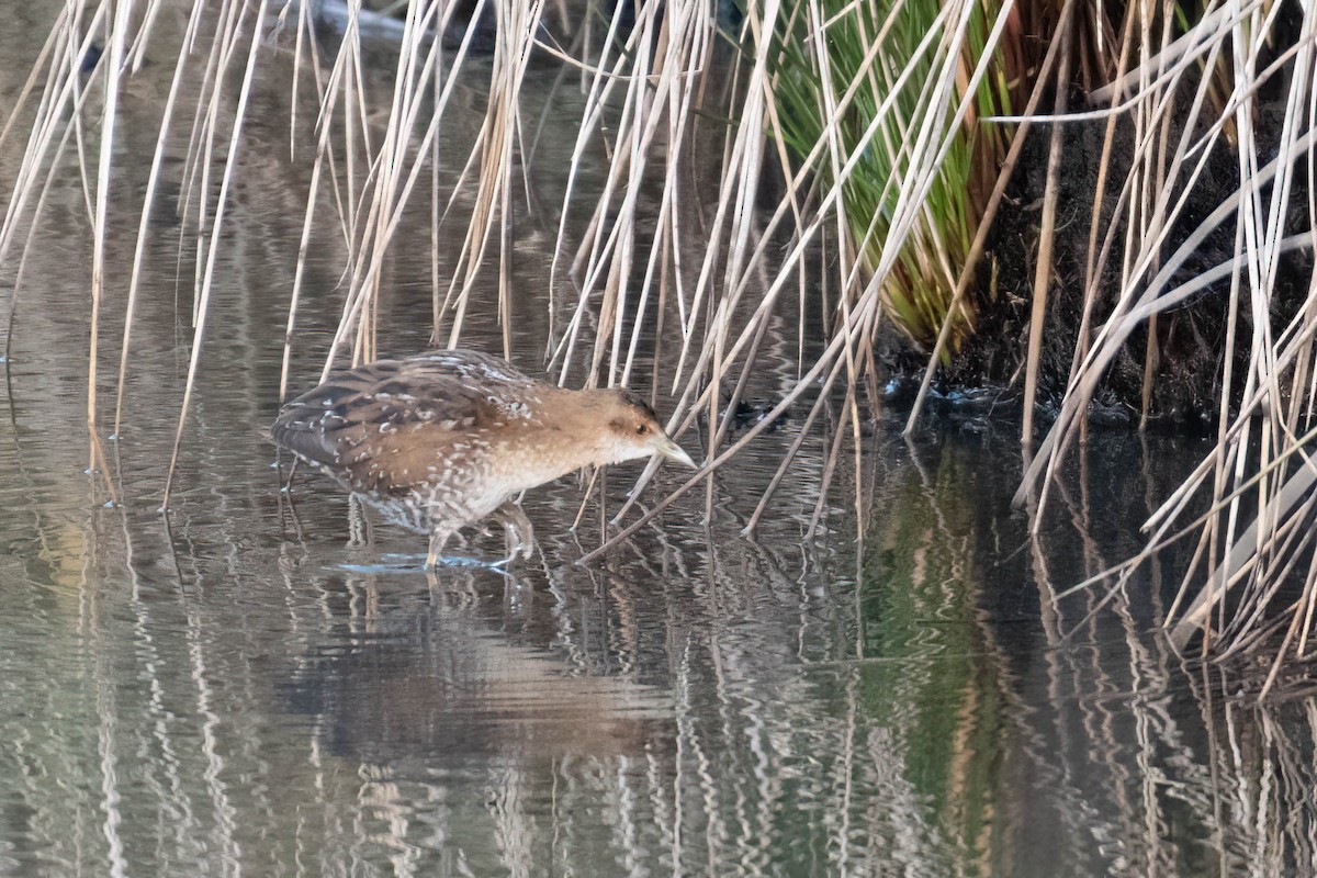 dvergrikse - ML644361508