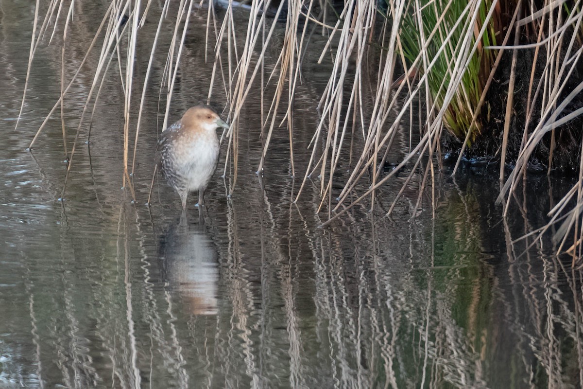 dvergrikse - ML644361509