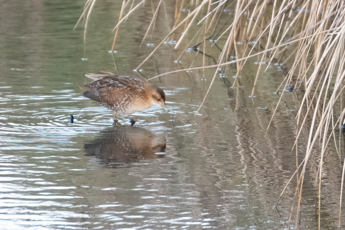 dvergrikse - ML644361510